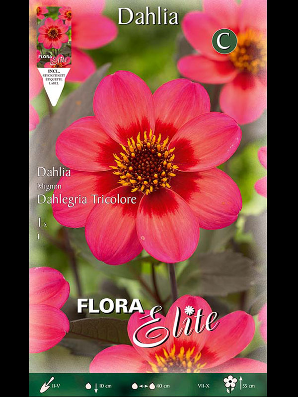 Mignon-Dahlie 'Dahlegria Tricolore', Dahlia (Art.Nr. 520556)