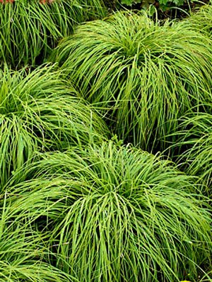 Carex umbrosa, Immergrüne Schatten-Segge