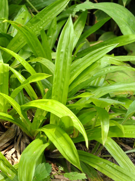 Carex plantaginea, Immergrüne Breitblatt-Segge