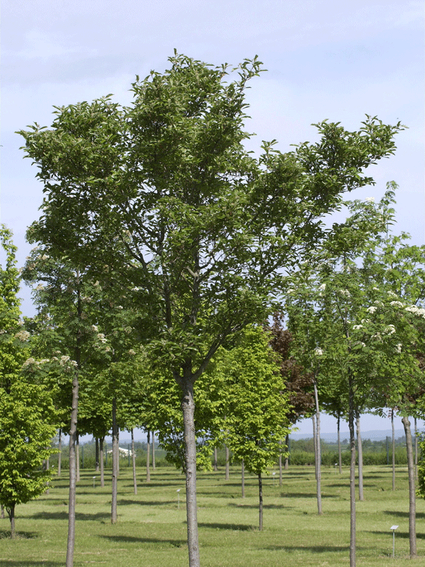 Crataegus lavallei 'Carrierei', Lederblättriger Weißdorn - Hochstamm