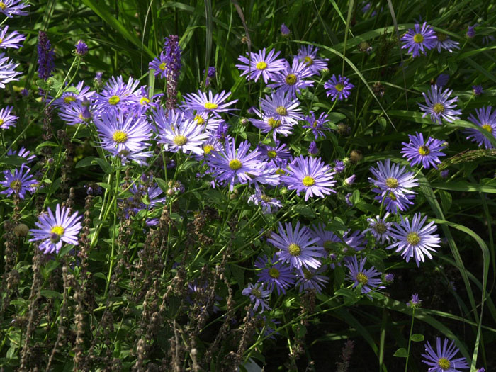 Aster amellus 'Rudolf Goethe', Bergaster, Amellusaster