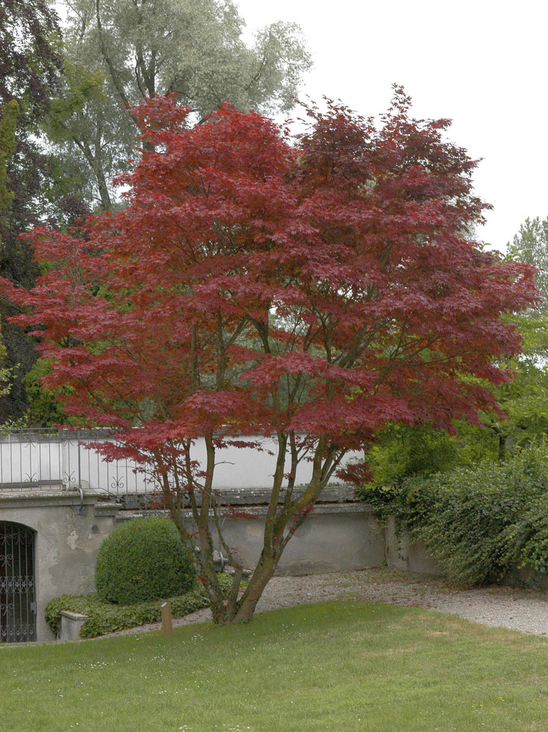 Acer palmatum 'Atropurpureum', Rotblättriger Fächerahorn