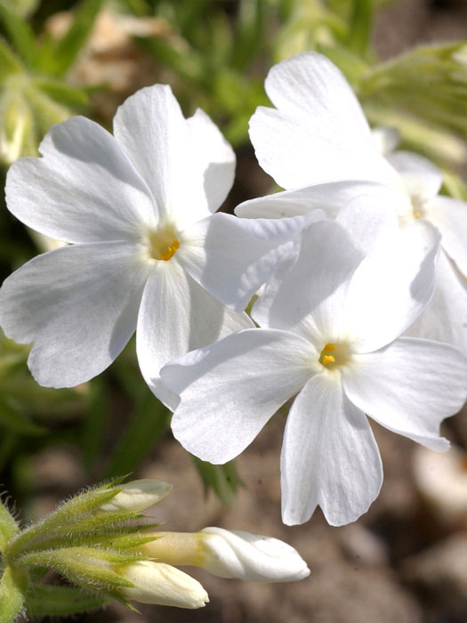 Phlox subulata 'White Delight', Polster-Phlox, Teppich-Phlox, Teppich-Flammenblume