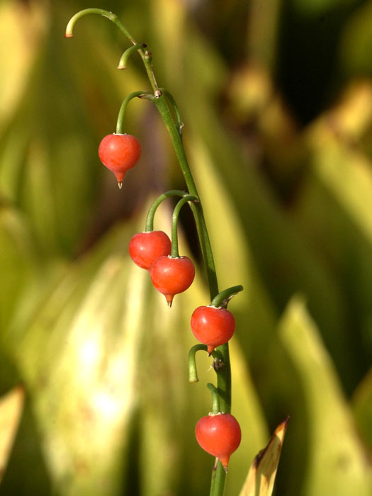 Frucht des Maiglöckchens