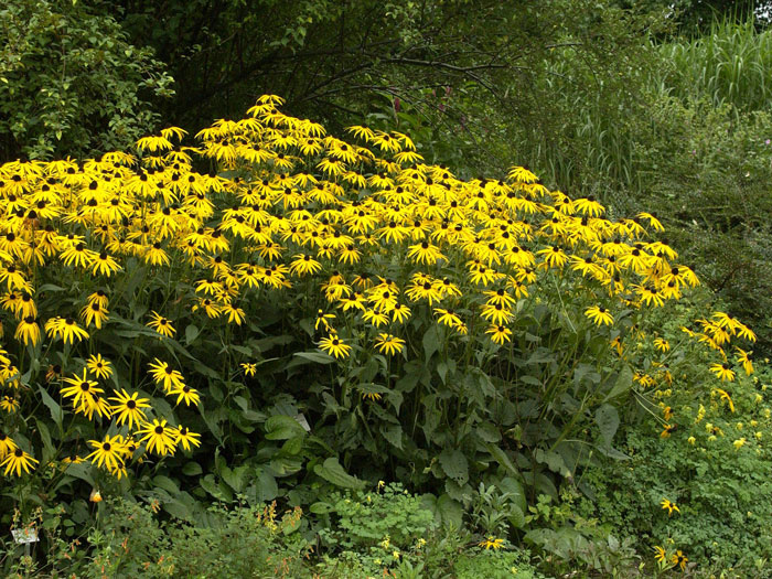 Rudbeckia fulgida var. sullivantii 'Goldsturm', Sonnenhut