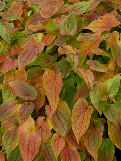 Herbstfärbung der Elfenblume 'Rose Queen'