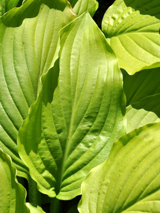 Hosta plantaginea 'Royal Standard', Lilien-Funkie, Herzblatt-Lilie