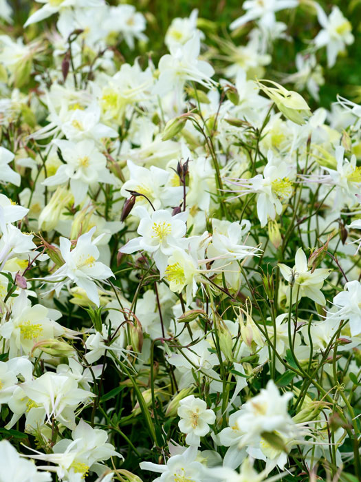 Aquilegia caerulea 'Kristall', Weiße Akelei, nordamerikanische Akelei