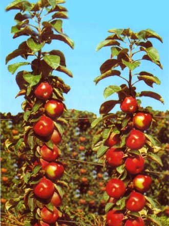 Säulenapfel 'Red River' ®