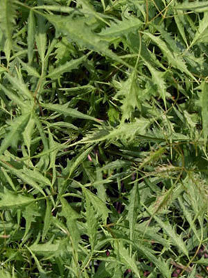 Aruncus dioicus 'Wirbelwind', Geschlitzter Geißbart, Wald-Geißbart