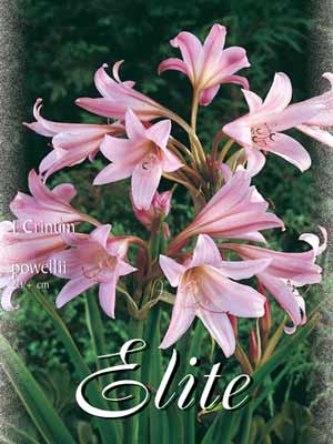 Hakenlilie, Crinum powellii (Art.Nr. 521050)