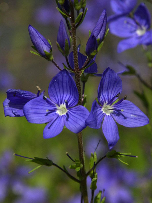 Veronica austriaca 'Königsblau', Büschel-Ehrenpreis, Großer Ehrenpreis