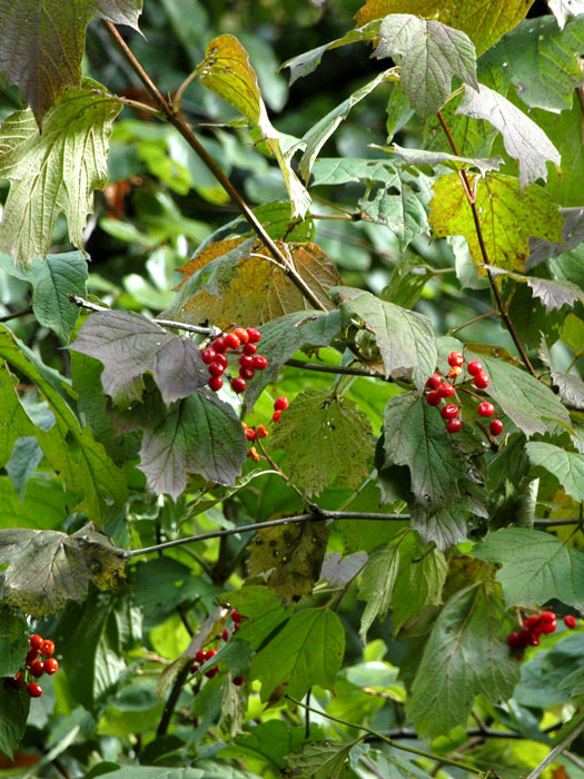 Gemeiner Schneebals Beeren