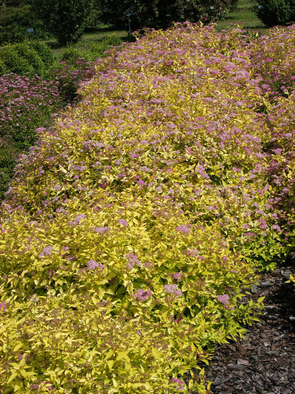 Spiraea japonica 'Golden Princess', Gelbe Zwergspiere