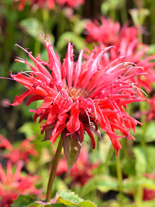 Monarda fistulosa 'Gardenview Red', Indianernessel