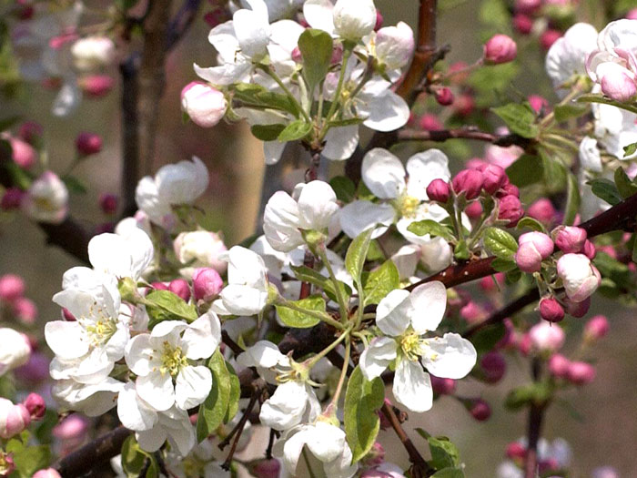 Zierapfel 'Evereste'