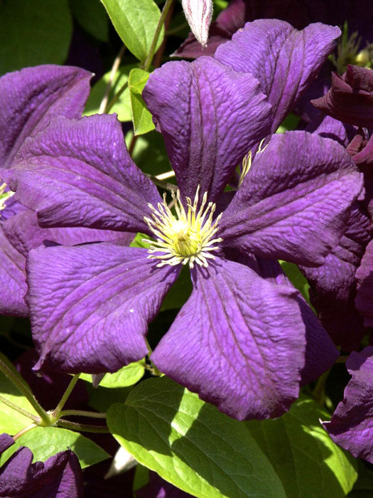 Blüte der Clematis 'Etoile Violette'