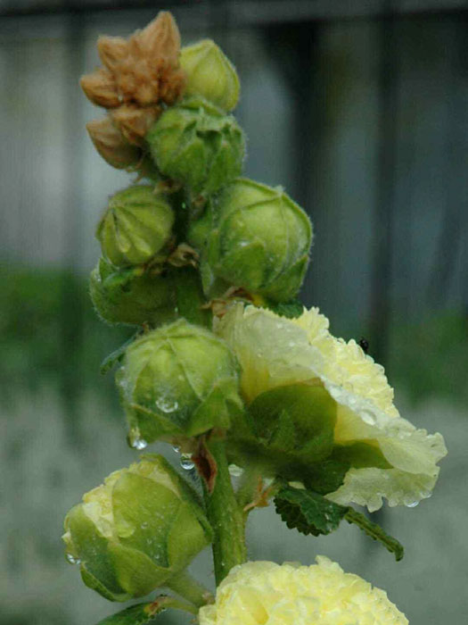 Alcea rosea 'Pleniflora' gelb (M), Stockrose, gefüllte Stockmalve