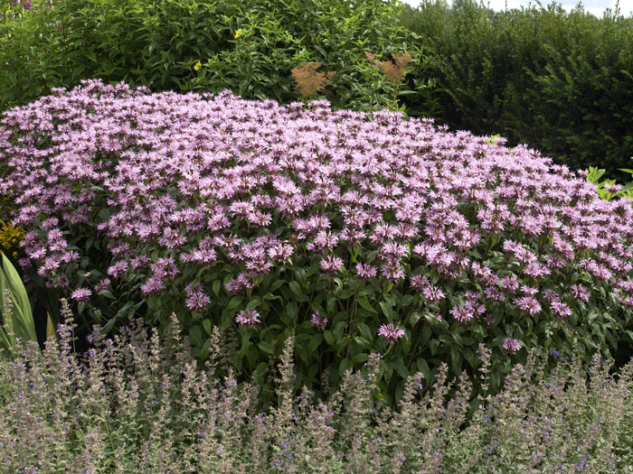 Monarda fistulosa 'Beauty of Cobham' (M), Indianernessel