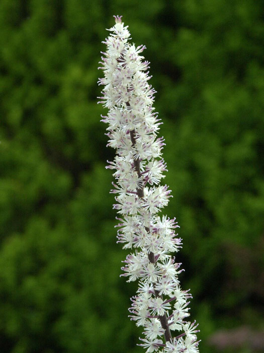 Actaea simplex 'Atropurpurea', September-Silberkerze, Trauben-Silberkerze