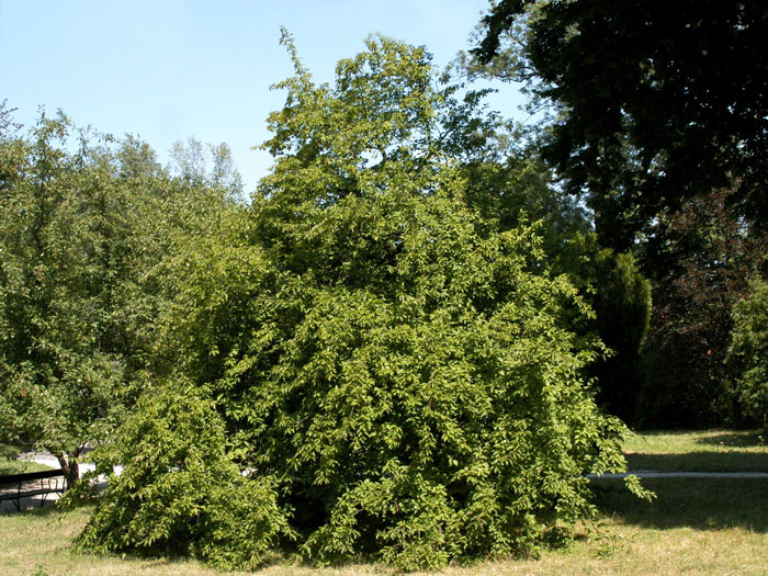 Die Kornelkirsche als Strauch