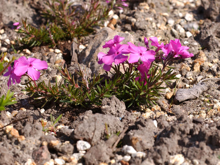 Phlox subulata 'McDaniel's Cushion', Polster-Phlox, Teppich-Phlox, Teppich-Flammenblume