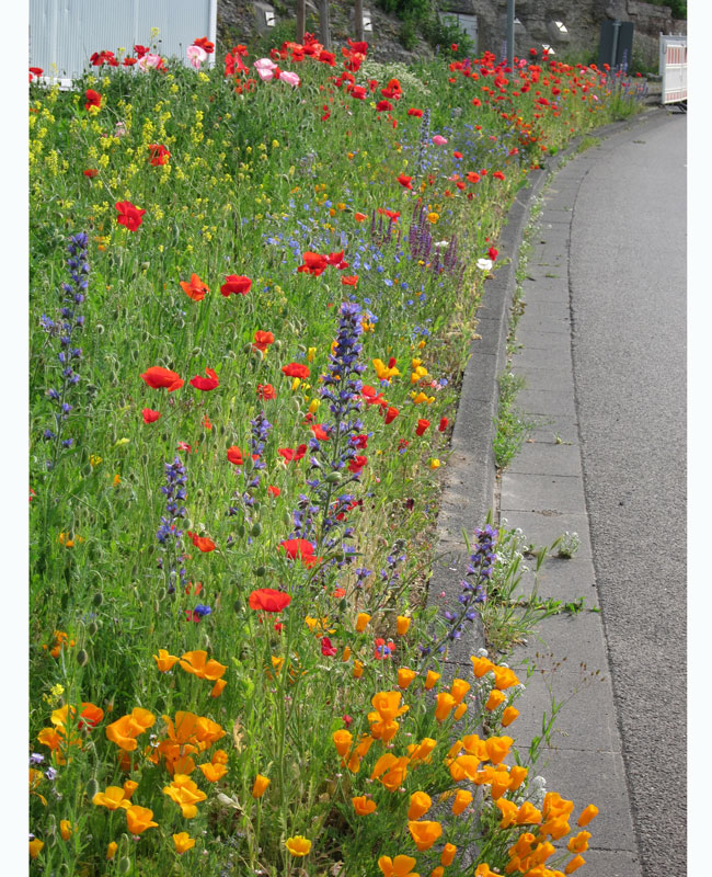 Blumenwiese - Bienenwiese