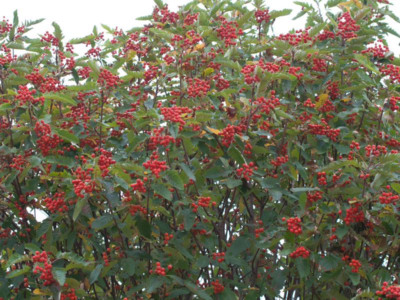 Sorbus thuringiaca 'Fastigiata', Thüringische Säulen-Eberesche - Hochstamm