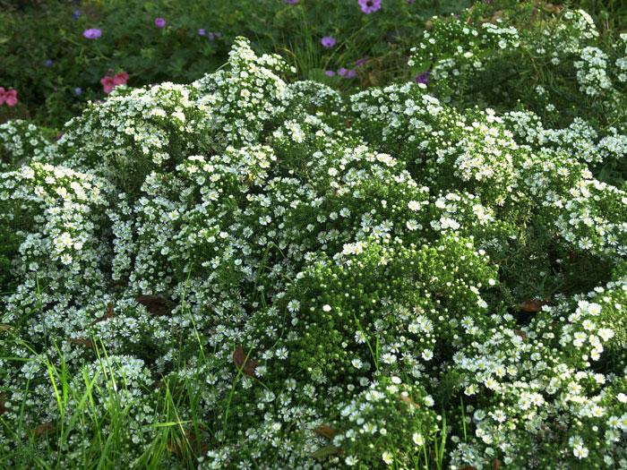 Aster ericoides 'Snow Flurry', kriechende Myrtenaster, Garten-Erika-Aster