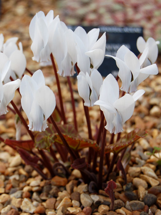 Cyclamen coum 'Album', (Garten-) Frühlingsalpenveilchen