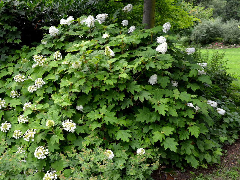 Hydrangea quercifolia 'Alice', Eichenblatt-Hortensie