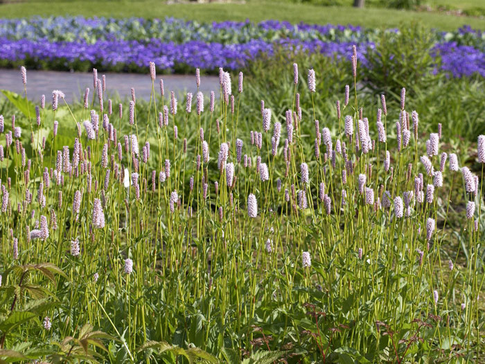 Bistorta (syn. Polygonum) officinalis 'Superbum' (syn. auch Persicaria), Schlangenknöterich, Wiesenknöterich, Gartenknöterich