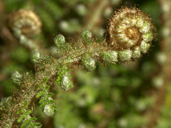 Polystichum setiferum 'Dahlem', Dahlem Filigranfarn