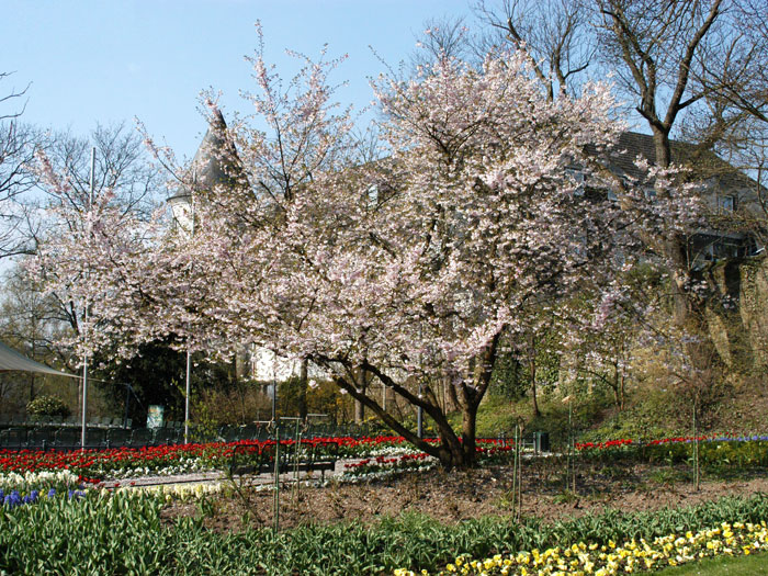 Prunus subhirtella 'Accolade', Frühe Zierkirsche - Hochstamm