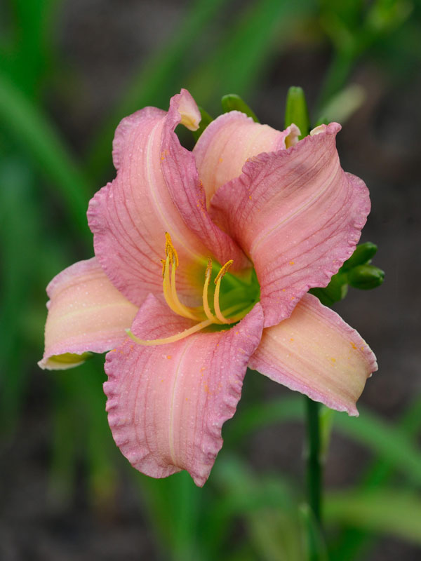 Hemerocallis Hybride 'Luxury Lace', Taglilie