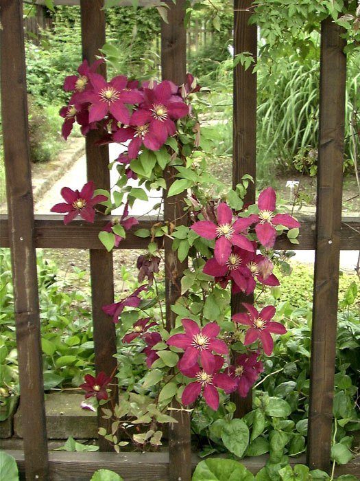 Die kletternde Clematis 'Niobe'