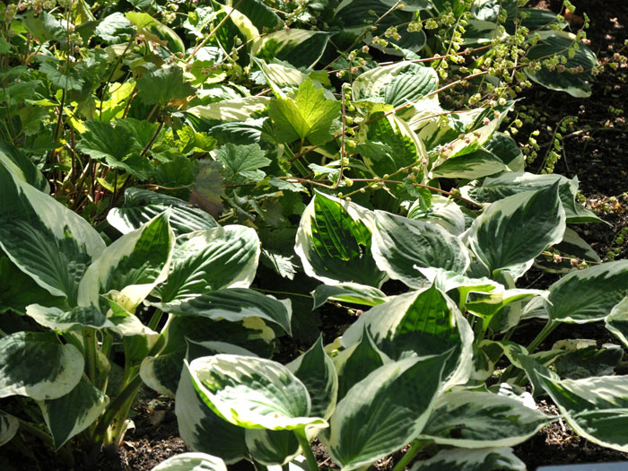 Hosta x fortunei 'Patriot', Weißrand-Funkie, Herzblatt-Lilie, Schneefeder-Funkie