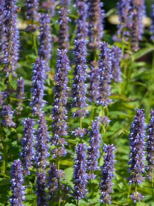 Agastache rugosa 'Black Adder'®  (M), asiatische Duftnessel 'Black Adder'