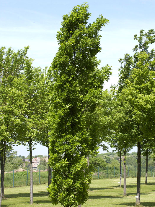 Quercus robur 'Fastigiata Koster', Säuleneiche