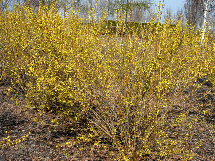 Das Goldglöckchen 'Week-End' während der Blüte