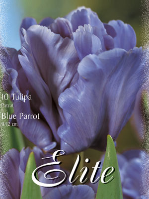 Papagei-Tulpe 'Blue Parrot' (Art.Nr. 595554)