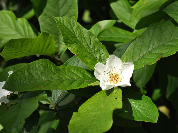 Mespilus germanica, Mispel