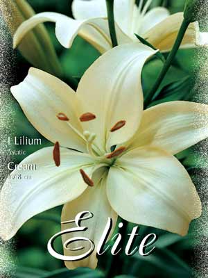 Asiatische Lilien-Hybride 'Cream', Lilium (Art.Nr. 521660)