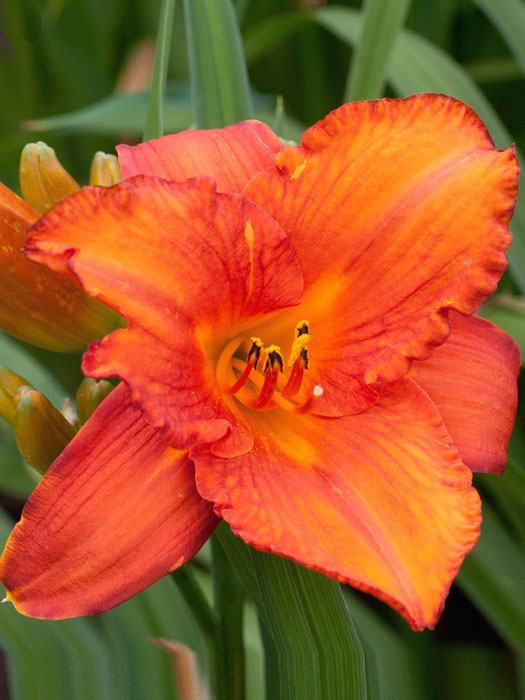 Hemerocallis x cultorum 'Mauna Loa', Garten-Taglilie