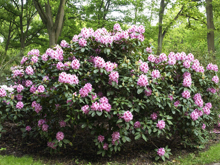 Rhododendron 'Furnivall's Daughter'