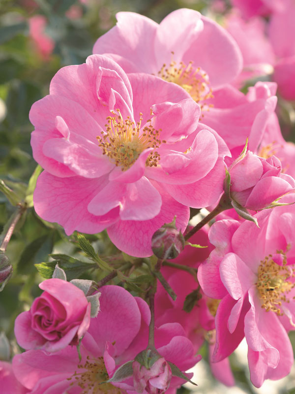 Bodendeckerrose 'Bienenweide-Rosa' ® - Tantau