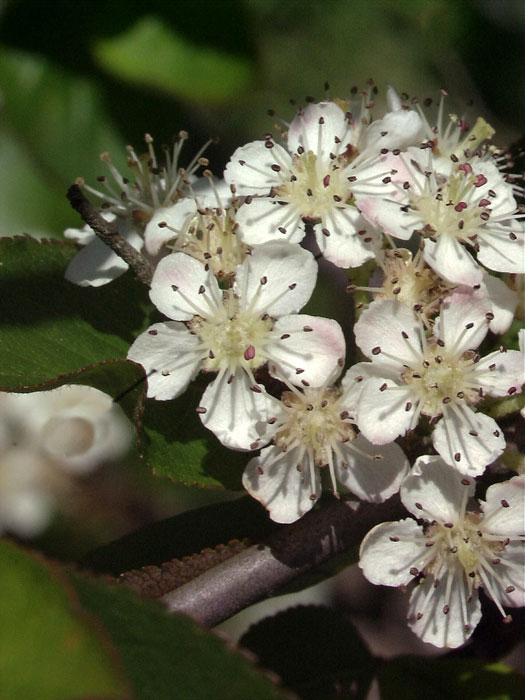 Zierliche Blüte der Apfelbeere 'Nero'