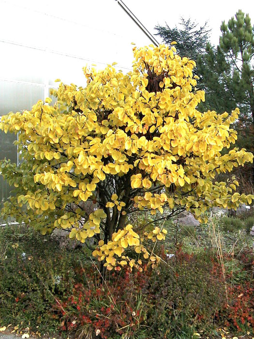 Goldgelbe Herbstfärbung des Judasbaum