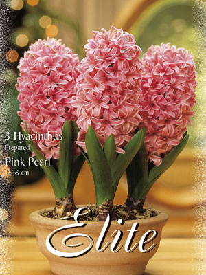 Hyazinthe 'Pink Pearl' (Art.Nr. 595028)