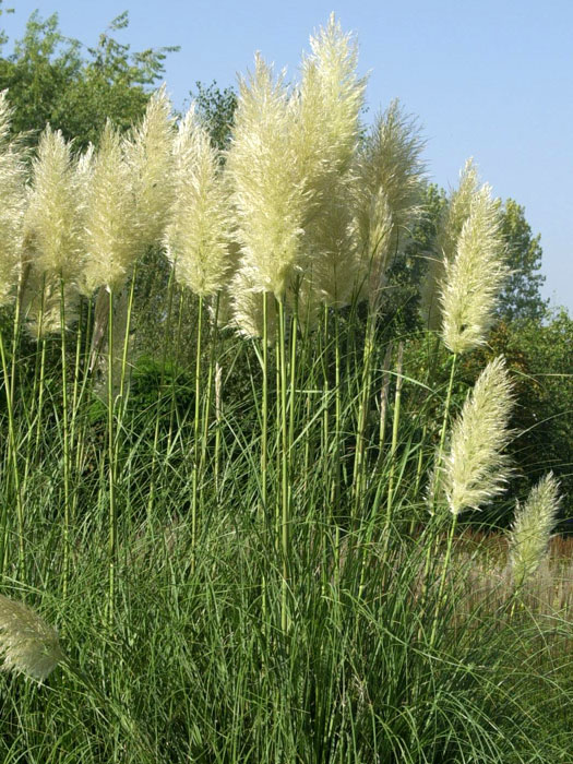 Cortaderia selloana, Hohes Pampasgras